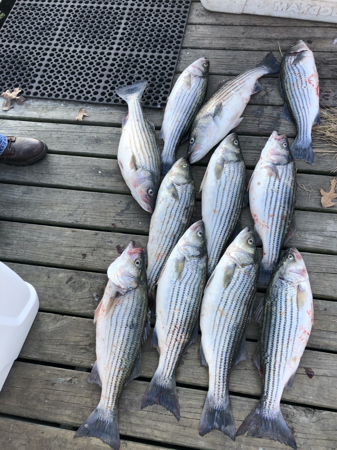Santee Cooper Fishing Tours, Striper, Bass, Catfish and more